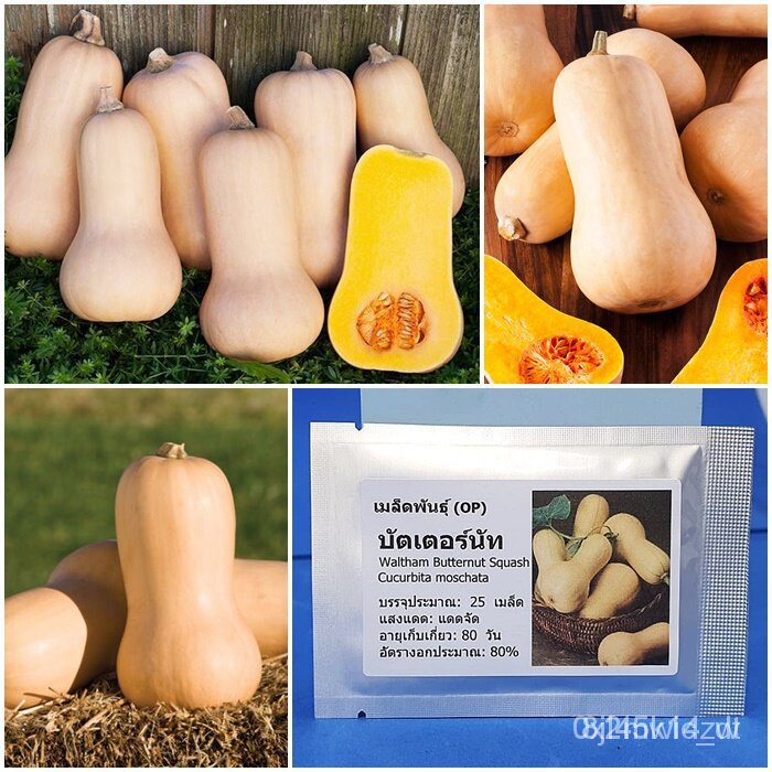 ผลิตภัณฑ์ใหม่-เมล็ดพันธุ์-2022เมล็ดอวบอ้วน-บัตเตอร์นัท-waltham-butternut-squash-seed-25-เมล็ด-คุณภาพดี-ของแท้-ขายดี-a