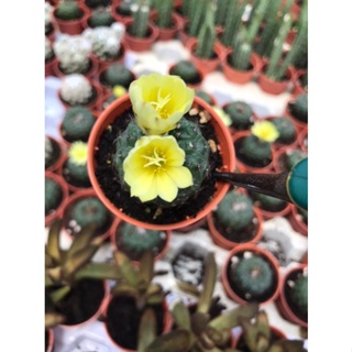 Cactus เฟเรียสีดำ  ดอกสีเหลือง