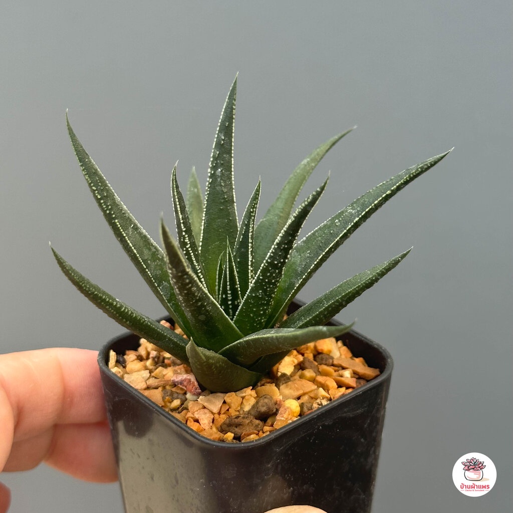 ฮาโวเทีย-ม้าเขียว-haworthia-herbacea-ไม้อวบน้ำ-กุหลาบหิน-cactus-amp-succulent