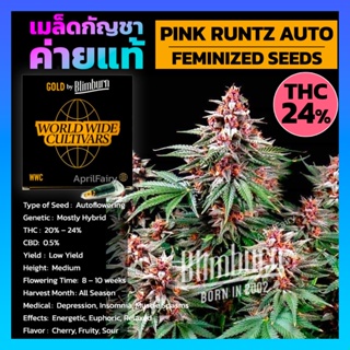เมล็ดพันธุ์กัญชา Pink Runtz Auto ออโต้ เพศเมีย เมล็ดกัญชานอก THC สูง เมล็ดค่าย Blimburnseeds รับประกัน แท้100% แบ่งขาย