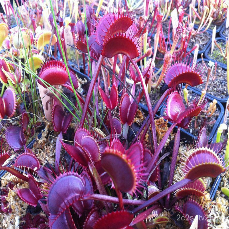 คุณภาพสูง-เมล็ด-เมล็ดพันธุ์-กาบหอยแครงปากแดง-ต้นไม้กินแมลง-venus-flytrap-flower-seeds-บรรจุ-ง่าย-ปลูก-สวนครัว-ขายด-ze