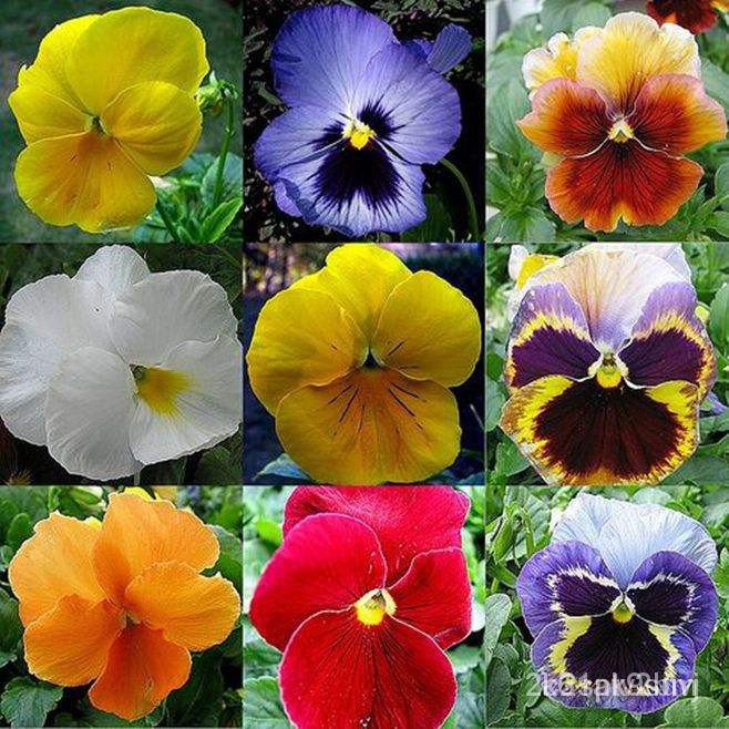 ผลิตภัณฑ์ใหม่-เมล็ดพันธุ์-จุดประเทศไทย-เมล็ดพันธุ์50-seeds-pack-bonsai-viola-tricolor-seeds-pansy-flower-seedsเ-ขายด-e2