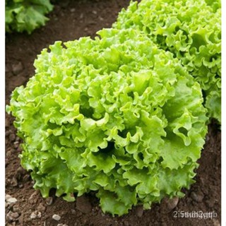 ผลิตภัณฑ์ใหม่ เมล็ดพันธุ์ จุดประเทศไทย ❤Loose Leaf LETTUCE Seedsเมล็ดอวบอ้วน 100% รอคอยที่จะให้ความสนใจของคุณ 0 /สวนครัว