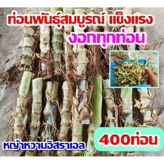 ผลิตภัณฑ์ใหม่ เมล็ดพันธุ์ จุดประเทศไทย ❤พันธุ์หญ้าหวานอิสราเอล (400ท่อน)เมล็ดอวบอ้วน 100% รอคอยที่จะให้ความสนใจ /ขายด BI