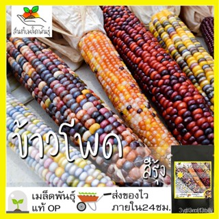 ผลิตภัณฑ์ใหม่ เมล็ดพันธุ์ เมล็ดพันธุ์ ข้าวโพด สีรุ้ง 20 เมล็ด Ornamental Indian Corn Seed เมล็ดพันธุ์แท้100% ปล /ดอก DZR