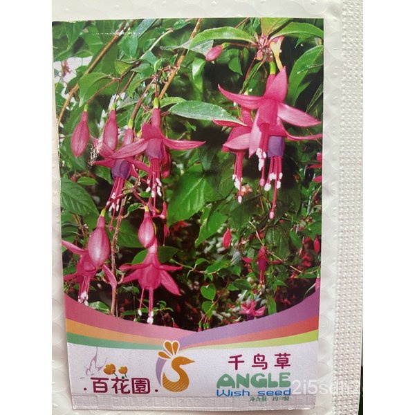 คุณภาพสูง-เมล็ด-เมล็ดพันธุ์-ดอกไม้-ตุ้มหูนางฟ้า-โคมญี่ปุ่น-fuchsia-hybirds-บรรจุ-20-เมล-ง่าย-ปลูก-สวนครัว-สวนครัว