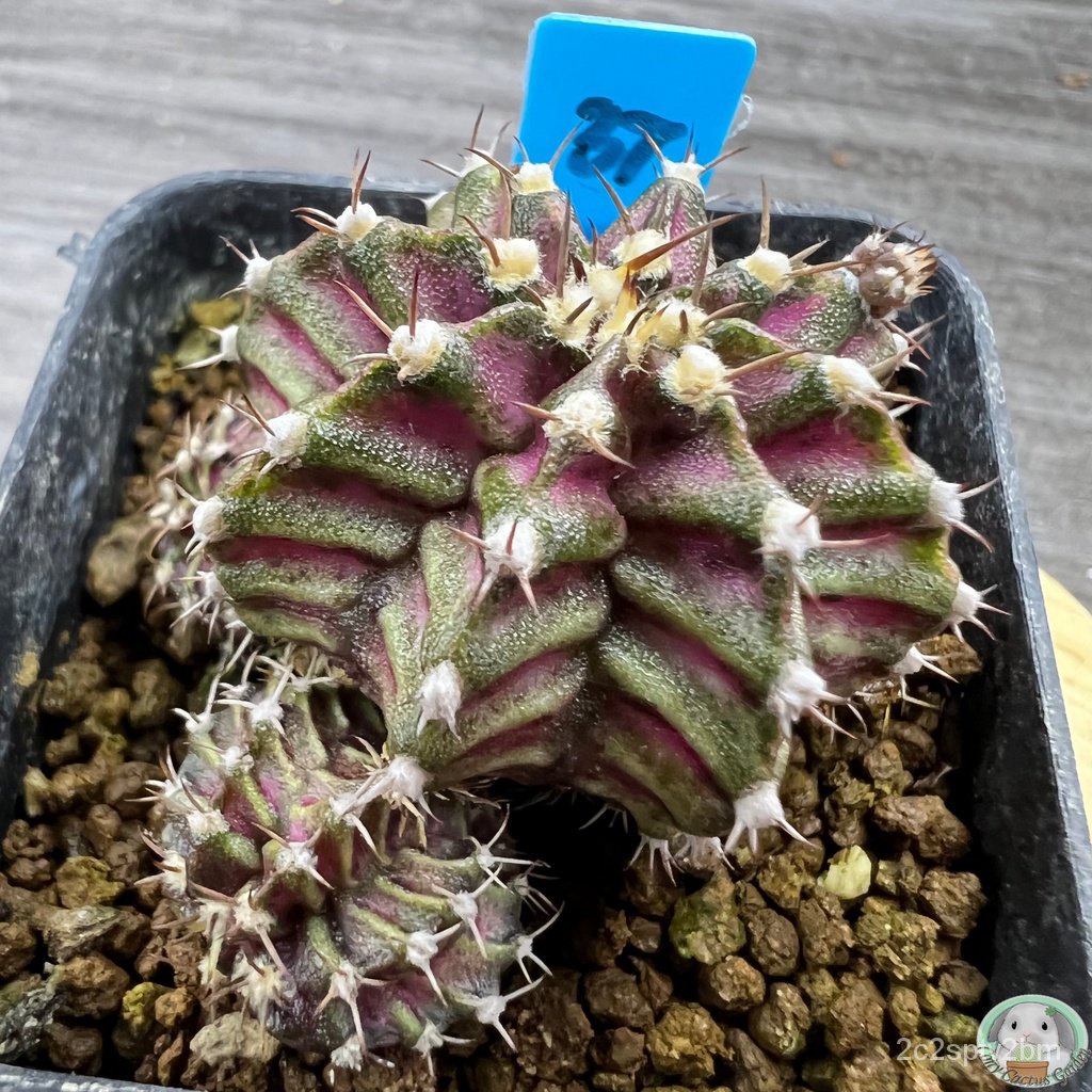 b37-ต้นยิมโนหน้ายับ-ลูก-trex-ไม้เมล็ด-gymnocalycium-แคคตัส-ง่าย-ปลูก-สวนครัว-เมล็ด-อินทรีย์-n1me