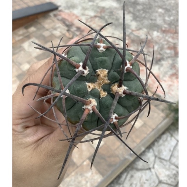 gymnocalycium-armatum-ไม้เมล็ด-ส่งถอดกระถางค่ะ