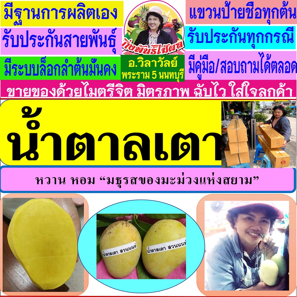 สุดยอดมะม่วงหอม-หวาน-น้ำตาลเตา-จากสวนต้นตำหรับเมืองนนทบุรี-by-อ-วิลาวัลย์-พระราม5-เป็นกิ่งทาบ-พุ่มงาม