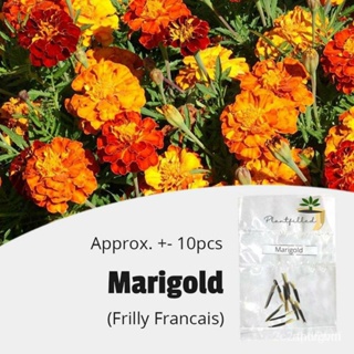 ผลิตภัณฑ์ใหม่ เมล็ดพันธุ์ จุดประเทศไทย ❤[Plantfilled] Marigold Frilly Francais Seeds | Flowersเมล็ดอวบอ้วน 100% /ขายด NY