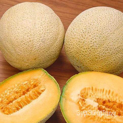 ผลิตภัณฑ์ใหม่-เมล็ดพันธุ์-2022เมล็ดอวบอ้วน-เมล่อน-ฮันนี่ร็อค-honey-rock-melon-seed-บรรจุ-40-เมล็ด-คุณภาพดี-รา-ดอก-atm