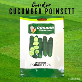 ผลิตภัณฑ์ใหม่ เมล็ดพันธุ์ จุดประเทศไทย ❤Condor Seeds CUCUMBER POINSETTE 3gเมล็ดอวบอ้วน 100% รอคอยที่จะให้ความสนใ ค/เ DF5