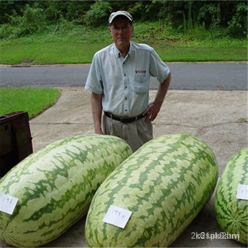 ผลิตภัณฑ์ใหม่-เมล็ดพันธุ์-2022แตงโม-giant-watermelon-seeds-20ชิ้น-แพ็ค-ฟาร์ม-พืชบ้าน-พืชกลางแจ้ง-ปลูกง่าย-สามา-ขายดี-6