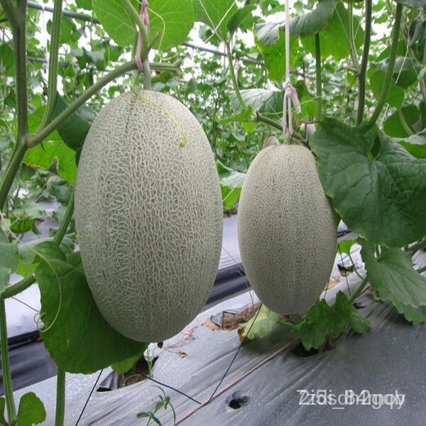 ผลิตภัณฑ์ใหม่-เมล็ดพันธุ์-จุดประเทศไทย-50pcs-hami-melon-seeds-green-sweet-fruit-vegetable-bonsai-plant-japan-c-คล-เ-igo