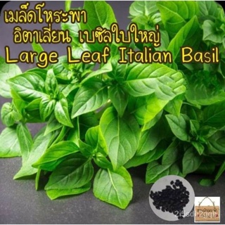 （คุณภาพสูง เมล็ด）เมล็ดพันธุ์ โหระพาใบใหญ่ อิตาเลี่ยน เบซิลใบใหญ่5เมล็ด Large Leaf Italian Basil เมล็ดแท้นำเข้า/ผักสลัด 3