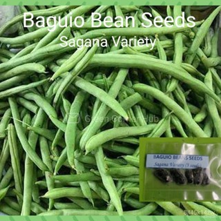 ผลิตภัณฑ์ใหม่ เมล็ดพันธุ์ จุดประเทศไทย ❤Baguio Beans (Sagada Variety)เมล็ดอวบอ้วน 100% รอคอยที่จะให้ความสนใจของ /ขายด JR