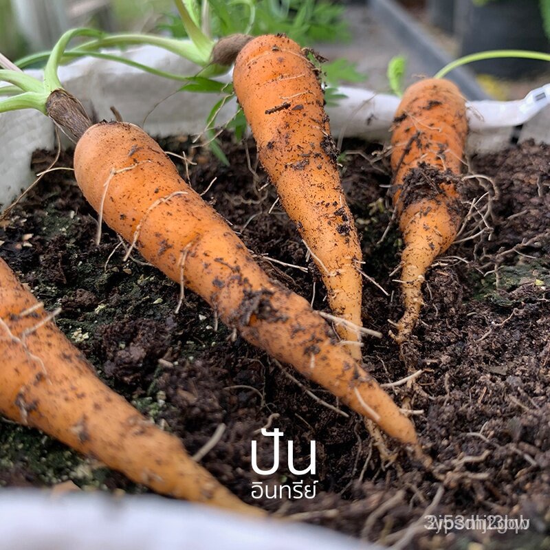 ผลิตภัณฑ์ใหม่ เมล็ดพันธุ์ 2022เมล็ด พันธุ์ เบบี้แครอท True Baby Carrot ...