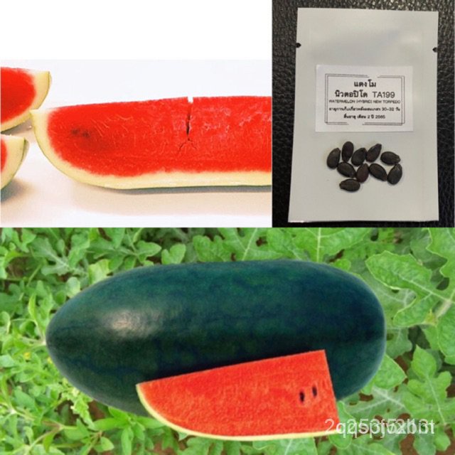ผลิตภัณฑ์ใหม่-เมล็ดพันธุ์-เมล็ดแตงโมนิวตอปิโด-จำนวน-10-เมล็ด-ta199-watermelon-hybrid-new-torpedo-เมล็ดพันธุ์แ-สวนครัว