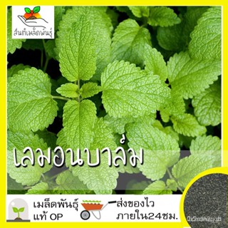 ผลิตภัณฑ์ใหม่ เมล็ดพันธุ์ 2022เมล็ดอวบอ้วน เลมอนบาล์ม 100 เมล็ด Lemon blam เมล็ดอวบอ้วนแท้ 100% นำเข้าจากต่างปร /สวนครัว