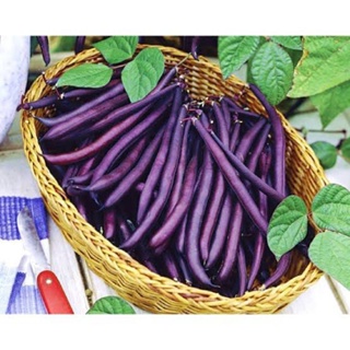 （คุณภาพสูง เมล็ด）1.เมล็ด ถั่วแขก สีม่วง ( Purple Bush Bean ) บรรจุ 12 เมล็ด/ง่าย ปลูก สวนครัว เมล็ด/ขายดี RRM8