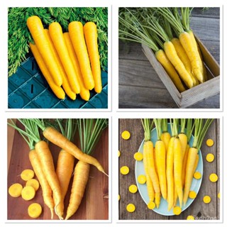 ผลิตภัณฑ์ใหม่ เมล็ดพันธุ์ 2022เมล็ดอวบอ้วน แครอท สีเหลือง (Solar Yellow Carrot Seed) บรรจุ 300 เมล็ด  ผิวสีเหลืองเ/เมล็ด