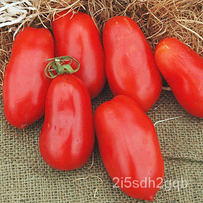 คุณภาพสูง-เมล็ด-เมล็ดพันธุ์-มะเขือเทศ-แซนมาซาโน่-san-marzano-tomato-seed-บรรจุ-50-เมล็ด-คุ-ง่าย-ปลูก-สวนครัว-สวนครัว