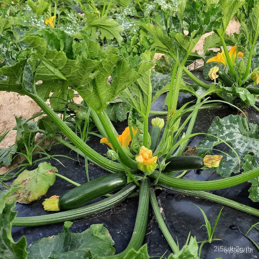 ผลิตภัณฑ์ใหม่-เมล็ดพันธุ์-จุดประเทศไทย-เมล็ดอวบอ้วน-ซูกินี-zucchini-เมล็ดนำเข้า-30-เมล็ด-10-เเถม-1-คละได้-เม-คล-เ-3lj