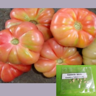 ผลิตภัณฑ์ใหม่ เมล็ดพันธุ์ จุดประเทศไทย ❤Tomato Seeds (Kinalabasa Variety)เมล็ดอวบอ้วน 100% รอคอยที่จะให้ความสนใจ/สวนครัว