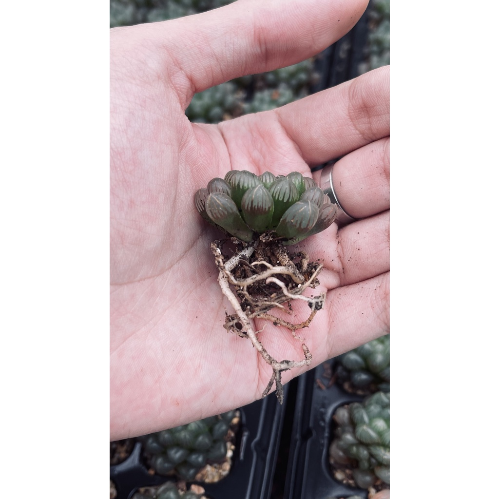 ฮาโวเทีย-หยดน้ำusa-haworthia-cooperi-var-truncata