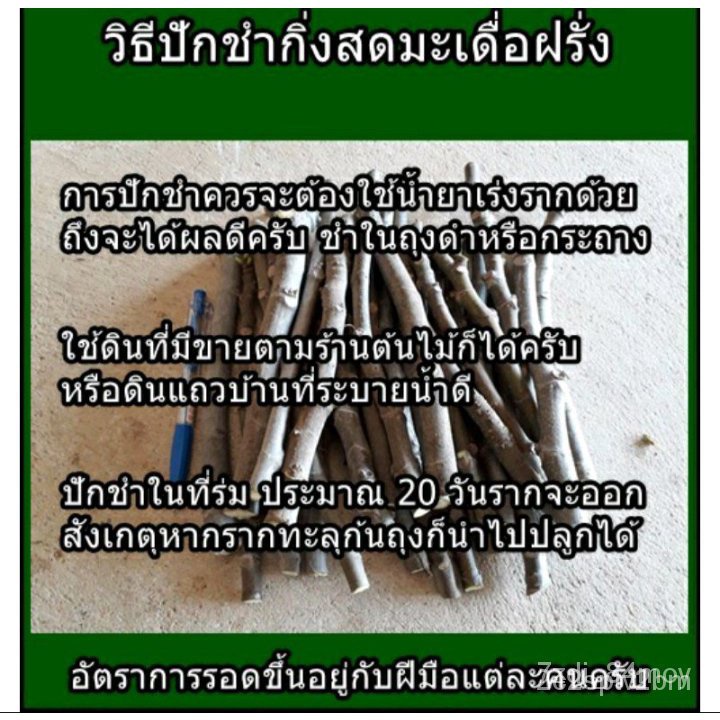 ผลิตภัณฑ์ใหม่-เมล็ดพันธุ์-จุดประเทศไทย-กิ่งมะเดื่อฝรั่งบราวน์ตุรกี-มะเดื่อฝรั่ง-จัดส่ง-5-กิ่งเมล็ดอวบอ้วน-10-ขายด-vi