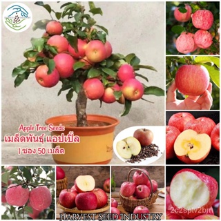 （คุณภาพสูง เมล็ด）ปลูกง่าย เมล็ดพันธุ์ แอปเปิ้ล (Apple Tree Seeds) ต้นผลไม้ บอนไซ ต้นพันธุ์ บอ/ง่าย ปลูก สวนครัว /ผักสลัด