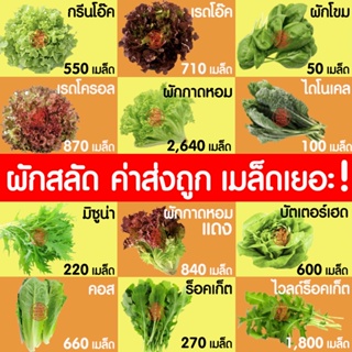 ภาพขนาดย่อของภาพหน้าปกสินค้า*ค่าส่งถูก* ผักสลัด เมล็ดผัก เมล็ดผักสลัด (2,000เมล็ด+) เมล็ดพันธุ์ เมล็ดพันธุ์ผักสลัด งอกดี ปลูกผัก สลัด กรีนโอ๊ค คอส จากร้าน homesweethome5599 บน Shopee