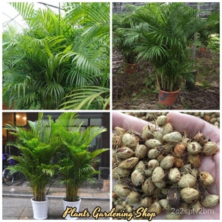 （คุณภาพสูง เมล็ด）10Pcs/Pack Areca palm Seed ดอกไม้ เมล็ด เมล็ดพันธุ์ดอก เมล็ดดอกไม้ ต้นบอนสี /ง่าย ปลูก สวนครัว /ขายดี M