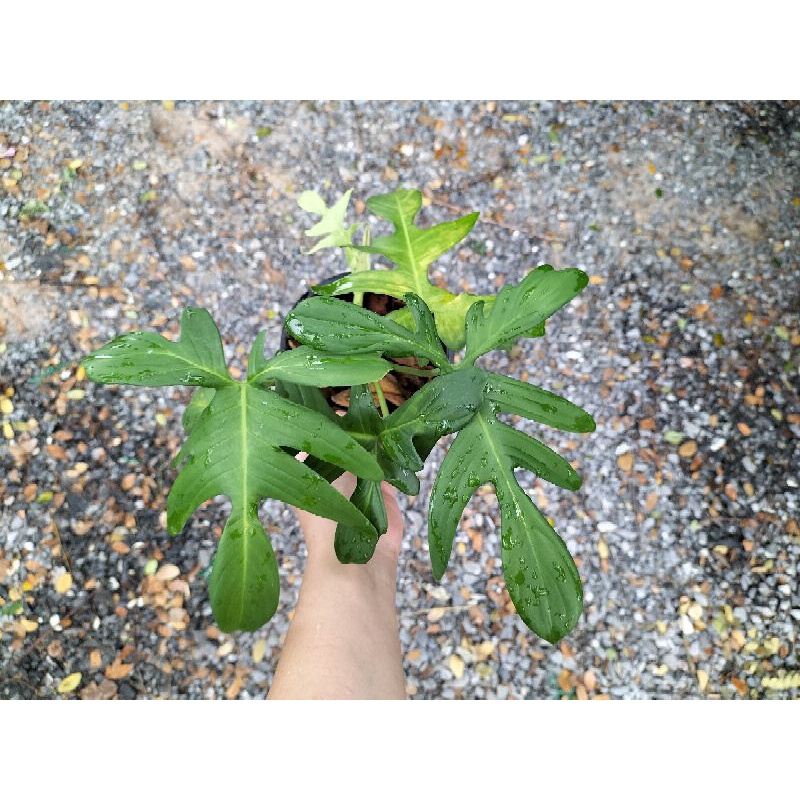 ก้ามกุ้งเขียว-philodendron-pedatum