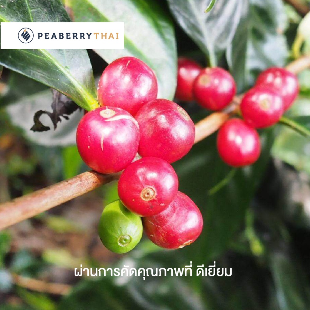 Pacamara P3 Blend 500g เมล็ดกาแฟไทย อาราบิก้า 100% คั่วเข้ม ขนาดบรรจุ ...