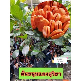 ภาพหน้าปกสินค้าต้นขนุนแดงสุริยา แบบทาบกิ่งติดลูกเร็ว สูง 80-90 cm.​ พร้อมส่ง ที่เกี่ยวข้อง