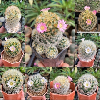 แคคตัสคามิเน่ติดตุ่มดอก (cactus)