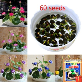 เมล็ดพันธุ์ 60 เมล็ด Mini Lotus Water Lily Seeds บัวคละสี บัวจิ๋ว บัวแคระ เม/ง่าย ปลูก สวนครัว เมล็ด/ดอก J3Q5