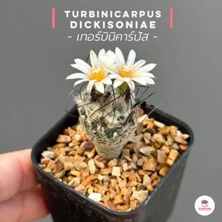 เทอร์บินิคาร์ปัส Turbinicarpus dickisoniae แคคตัส กระบองเพชร cactus&amp;succulent