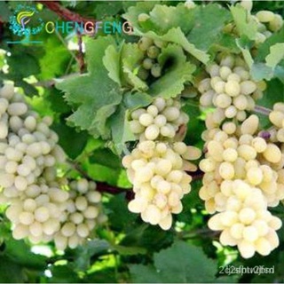 ผลิตภัณฑ์ใหม่ เมล็ดพันธุ์ 10 Pcs Grape Seeds Friut Seeds TT3J คละ สวนครัว/ผักสลัด็ดดดี/ขายดี L3PD