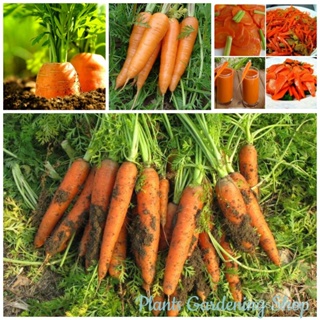 （คุณภาพสูง เมล็ด）เมล็ดพันธุ์ แครอท Little Fingers Carrot Seeds Vegetable Seeds บรรจุ 100 เมล็ด เมล็ด/ง่าย ปลูก ส/คละ GWY