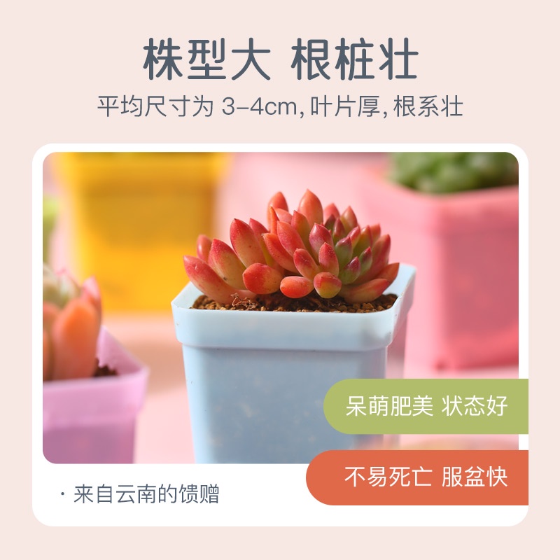 succulents-สามเณรรวมกันกระถางแพคเกจพืชอวบน้ำดอกไม้