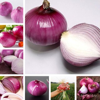 （คุณภาพสูง เมล็ด）เมล็ดหัวหอม red onion seeds เมล็ดพันธุ์คุณภาพสูง 200 เมล็ด เมล็ดพันธุ์ผัก ผั/ง่าย ปลูก สวนครัว /คละ 5PK