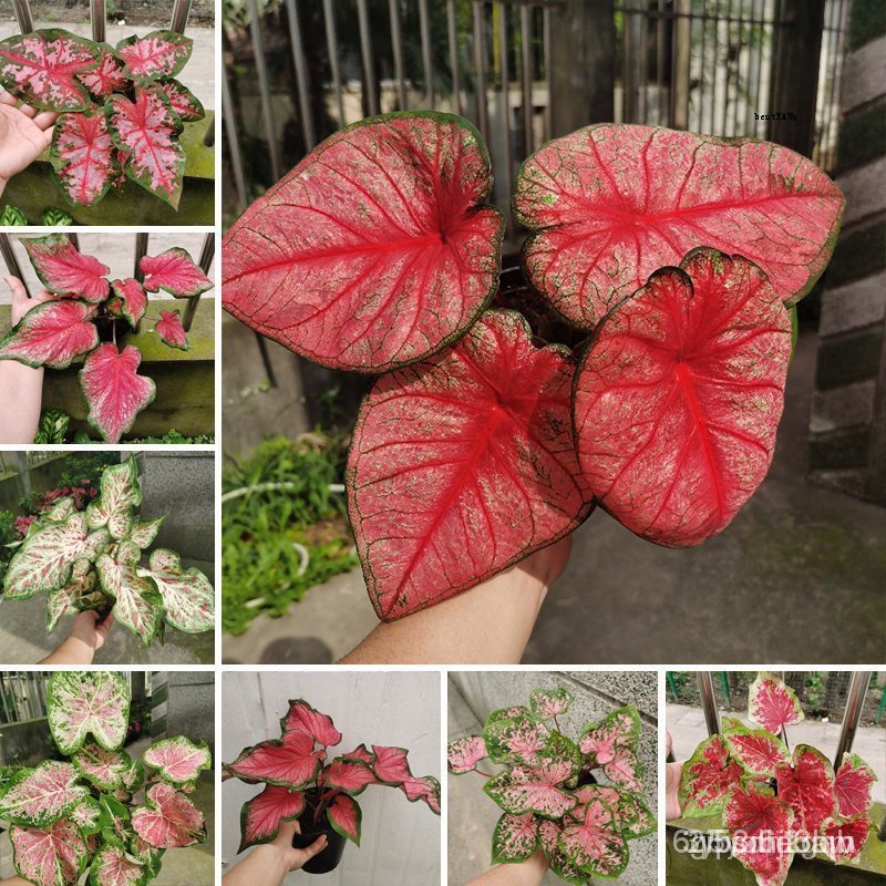 ผลิตภัณฑ์ใหม่-เมล็ดพันธุ์-จุดประเทศไทย-ผู้จำหน่ายเมล็ดอวบอ้วน-20pcs-rare-plant-caladium-bicolor-seeds-bonsai-คล-เมล็ด