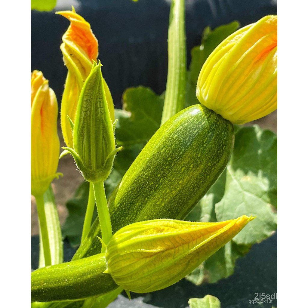 ผลิตภัณฑ์ใหม่-เมล็ดพันธุ์-จุดประเทศไทย-เมล็ดอวบอ้วน-ซูกินี-zucchini-เมล็ดนำเข้า-30-เมล็ด-10-เเถม-1-คละได้-เม-คล-เ-3lj