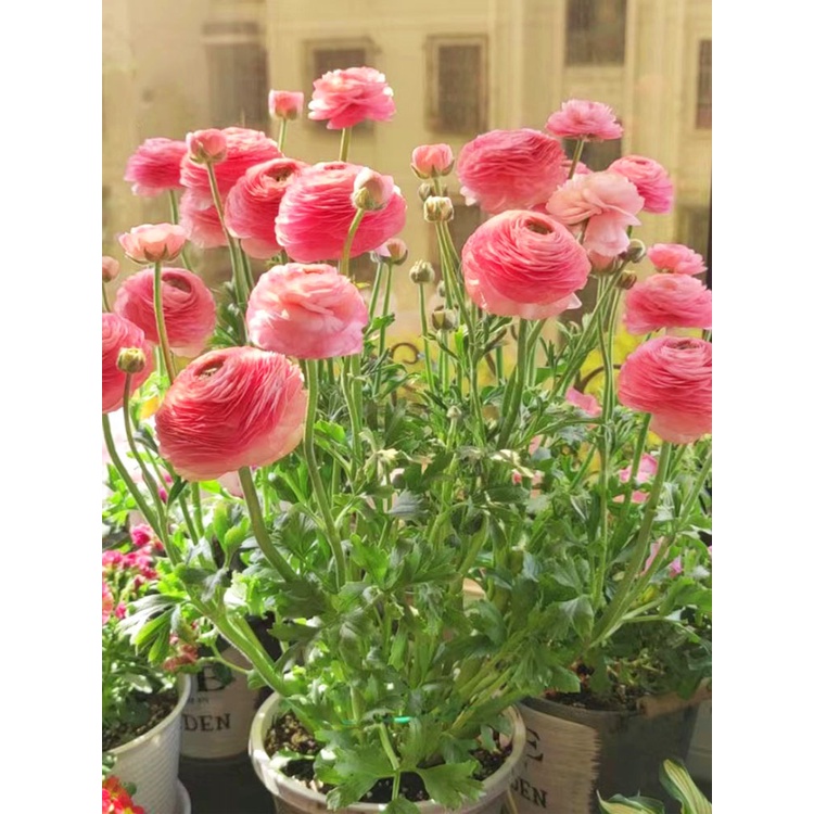 ranunculus-ball-เมล็ดดอกโบตั๋นในร่มและกลางแจ้ง-กระถางต้นไม้-ให้อาหารแก่กล้าไม้