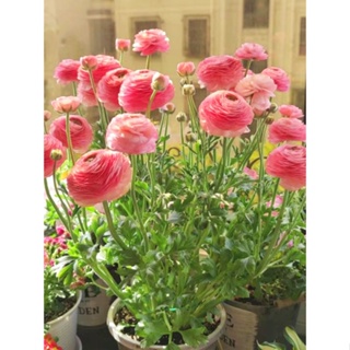 Ranunculus ball เมล็ดดอกโบตั๋นในร่มและกลางแจ้ง กระถางต้นไม้ ให้อาหารแก่กล้าไม้