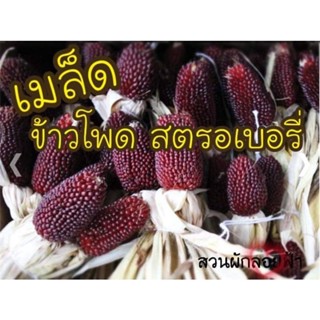 （คุณภาพสูง เมล็ด）เมล็ดพันธุ์ ข้าวโพดสตรอเบอรี่ ป็อปคอร์น 5 เมล็ด  10 บาท Strawberry Corn Seed/ง่าย ปลูก สวนครัว /ขายด 3C