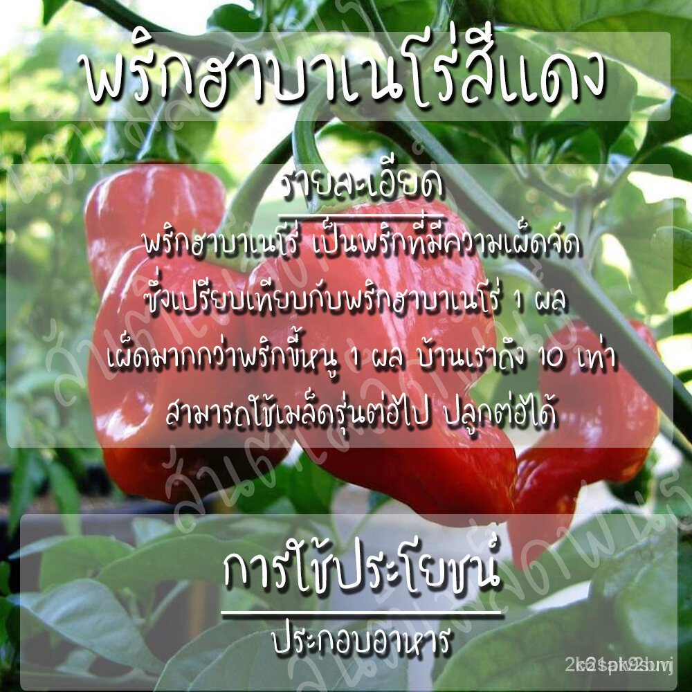 ผลิตภัณฑ์ใหม่-เมล็ดพันธุ์-เมล็ดพันธุ์-พริก-ฮาบาเนโร่-สีแดง-30-เมล็ด-red-habanero-pepper-seed-เมล็ดพันธุ์แท้-นำเข-ขายดี-p