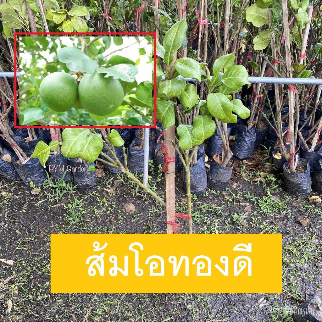 ผลิตภัณฑ์ใหม่-เมล็ดพันธุ์-สปอตสินค้า-ต้นส้มโอ-พันธุ์ส้มโอทองดี-กิ่งตอน-พร้อมส่ง-ขายราคาถูก-ยินดีรับประกันสินค้-คล-ขา-b1